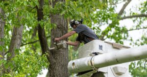 Tree Service