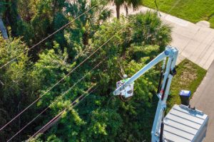 tree services